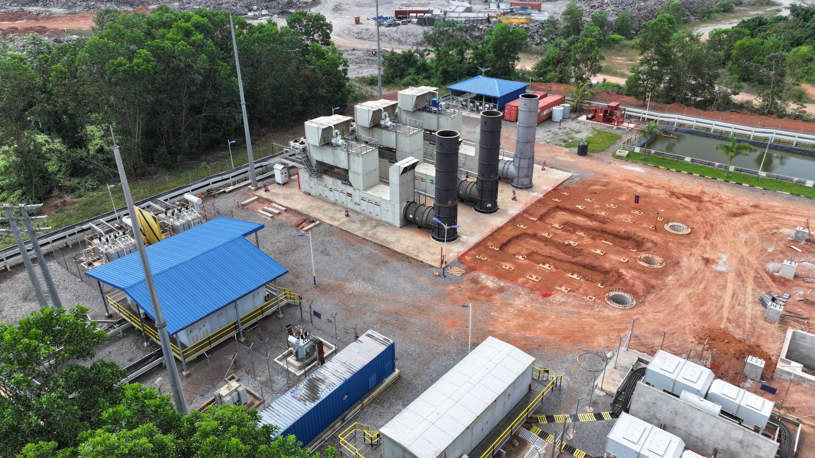Wassa plant image 4