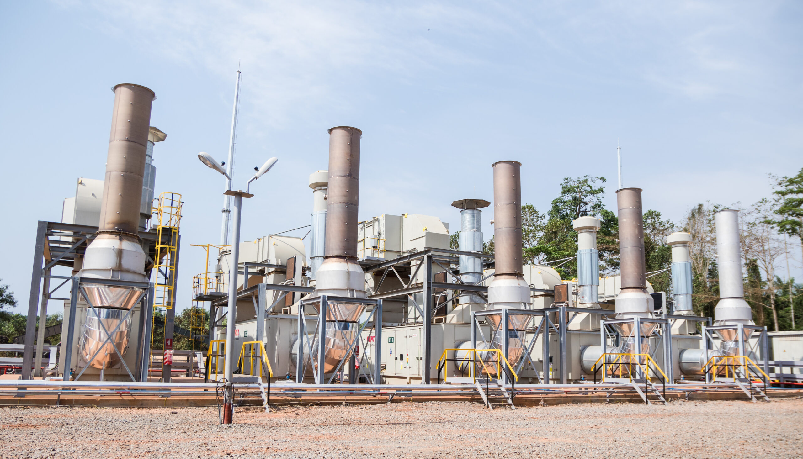 Damang plant image 3