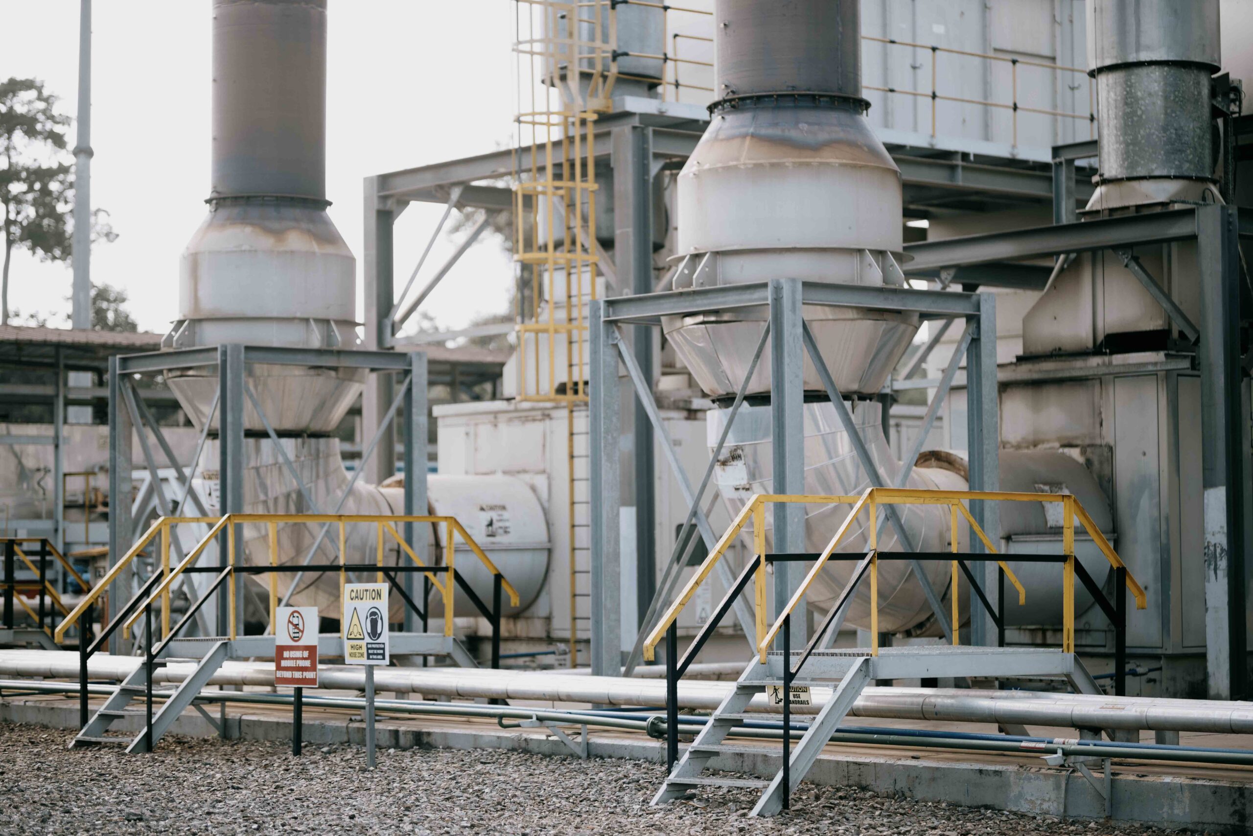 Damang plant image 2