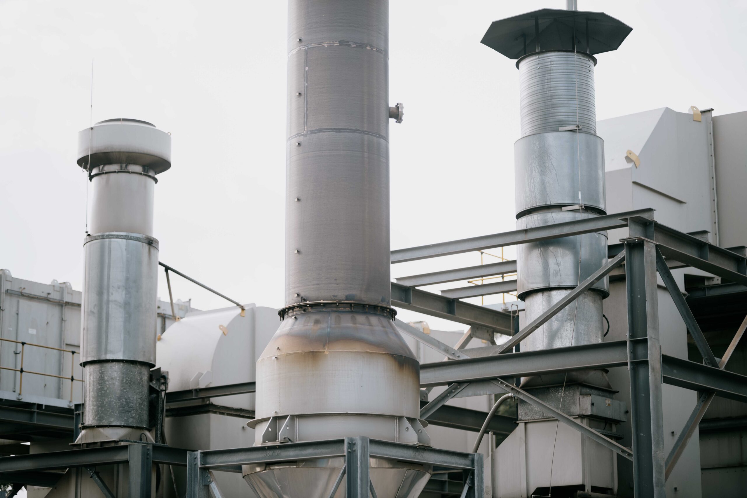 Damang plant image 4