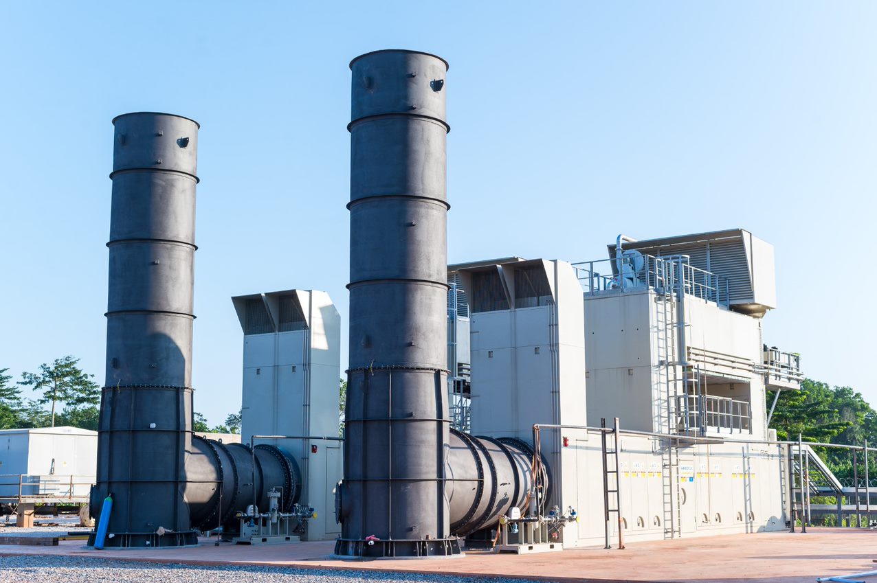Wassa plant image 1