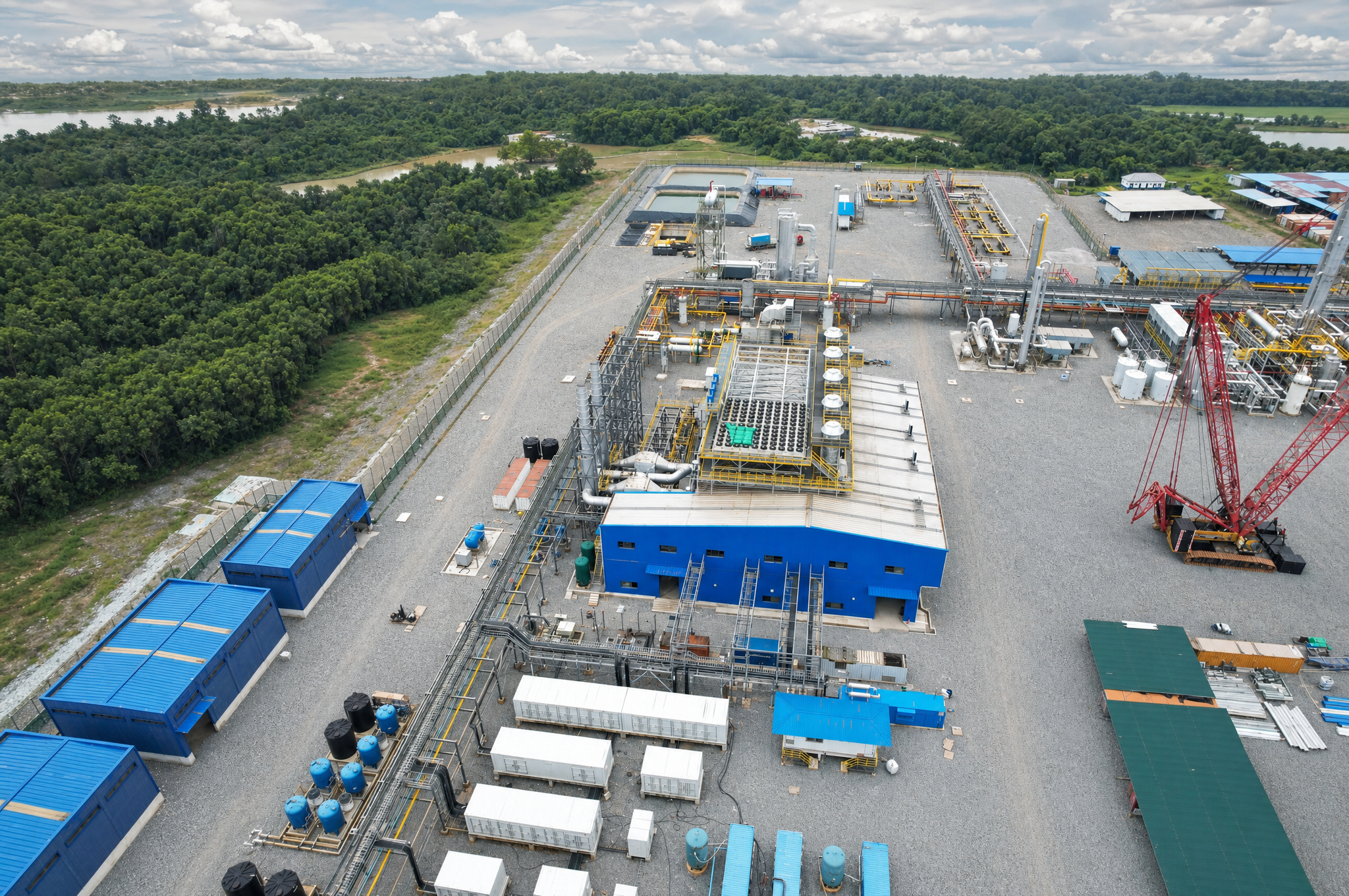 Prestea plant image 3
